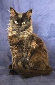 Pin On Maine Coon Cats