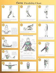Curves Stretch Chart Stretch Routine Post Workout
