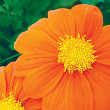 Image result for Tithonia