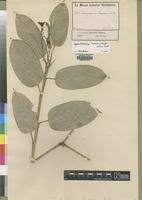 Image result for Hypselodelphys