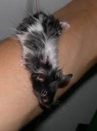 This terrestrial bird spider also likes to burrow. Markings And Body Type Mice Petrodents