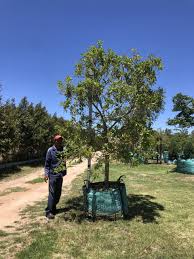 Image result for Nuxia floribunda