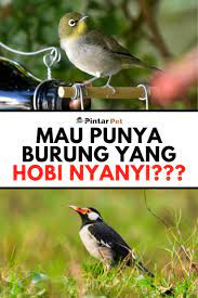 Pin On Tips Burung