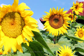 Orang sering menyebutnya dengan everlasting flower (bunga keabadian) karena bunga ini tak pernah mati. Blog Punya Jule Fakta Fakta Keren Bunga Matahari