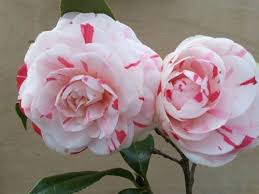 Camellia Japonica La Peppermint U S 1934 Camellia Forest Nursery Flower Pictures