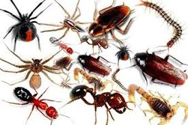 How Do Insects Breathe An Outline Of The Tracheal System Pest Control Services Best Pest Control Pest Control