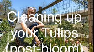 Mar 18, 2019 · similar in taste to oregano and used as a popular herb in french cuisine, the summer savory is also good for gardens for their ease of care and hardiness. Tulip Cleaning Post Bloom Tulip Care Youtube