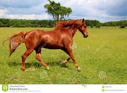 Sorrel Horse Running stock image. Image of green, pasture - 42982469