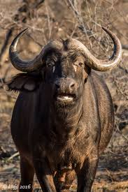 Singwe Buffalo 3 By Karl Heinz Fechter Photo 192408557 500px Buffalo Animal African Buffalo Big Animals