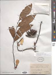 Image result for Xylopia lukei