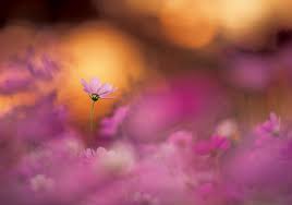 If you need other schedule book from midori company, please contact us. Handling Natural Light Telephoto Macro Flowers In The Evening Light