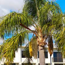 Image result for Syagrus romanzoffiana