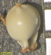 Image result for Scleria distans