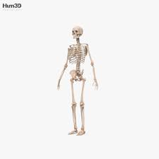 Featuring five different ways to learn about the body: Human Male Skeleton 3d Model Anatomy On Hum3d