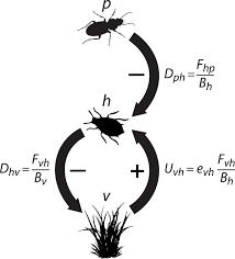 Pest technician at clark pest control. Biodiversity Enhances The Multitrophic Control Of Arthropod Herbivory Science Advances