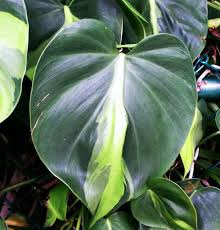 Philodendrons Plant Care And Collection Of Varieties Garden Org Philodendron Scandens Plants Philodendron