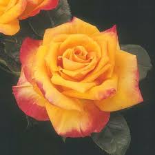 Plus, you can have your flowers delivered next day from our farms on the california coast to your recipient's door. Hybrid Tea Roses Sunnyside Nursery