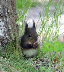 Pin By Pia On Belki In 2020 Cute Animals Animals Beautiful Cute Baby Animals