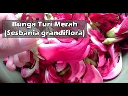 Apakah anda tahu tentang pohon turi? Bunga Turi Merah Sesbania Grandiflora Youtube