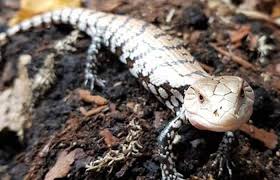 Conor lawless via flickr creative commons. What You Need To Know About The Blue Tongue Skink Reptilekingdoms