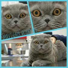neee o igneyi bana mi batiracaksin kedi guzelkedi scotishfold scotish british britishshorthair kedimuayene kedi guzel kediler hayvan kedi