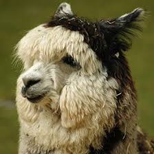 Learn vocabulary, terms and more with flashcards, games and other study tools. Alpaca Wikipedia
