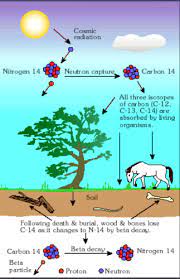Discuss two ways that radiometric dating can be used to establish the age of a fossil. 8doscxfkwgovtm