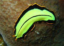 Flatworm Wikipedia