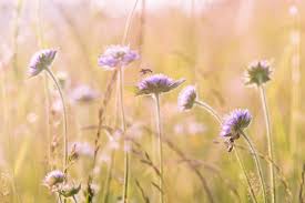 You can download the wallpaper and also utilize it for your desktop computer. Free Images Nature Blossom Sun Prairie Bloom Summer Spring Herb Pasture Romantic Botany Close Flora Wildflower Blade Of Grass Lichtspiel Wild Flowers Background Gold Grassland Violet Wildflowers Thistle Mood Purple Flower