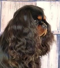 Pin By Gray On Cavalier King Charles Ruby Blenheim Tri Color Cavalier King Charles Cavalier King Charles Dog King Charles Spaniel