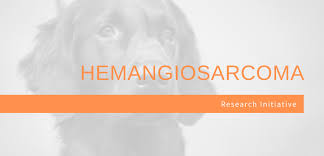 Mast cell tumors most commonly form nodules or masses in the skin, they can also affect other areas of the body, including the spleen, liver, intestine, and bone marrow. Akc Canine Health Foundation Hemangiosarcoma Research Initiative