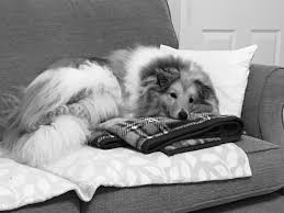 Black And White Sheltie Stuffed Animal Finn Looks So Comfy Sheltie Dogs Sheltie Shetland Sheepdog