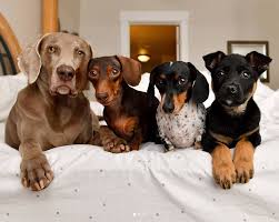 For great rewards, join us today! How Pet Influencers Make Money On Instagram According To An Agent Vox