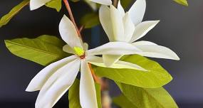 Paper Botanicals – Fraser’s Magnolia