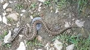 Пепелянката (vipera ammodytes) е вид змия от семейство отровници (viperidae), разпространена на балканите и в част от близкия изток. Zmiya Pepelyanka Zmii Pepelyanki V Blgariya Youtube