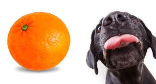 The following are the fruits that are dangerous for dogs to eat: Can Dogs Eat Tangerines A Guide To Tangerine Fruit And Peel For Dogs