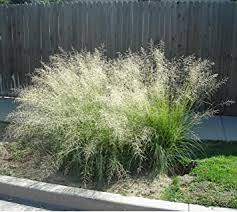 Вид был назван александром фон гумбольдтом в 1818 году. Amazon Com 200 Weeping Love Grass Ornamental Love Grass Eragrostis Curvula Flower Seedscomb S H Grass Plants Garden Outdoor