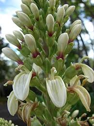 Image result for Lobelia chireensis
