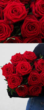 Montag bis freitag, um 14:10 uhr im ersten. Blumenstrauss Rote Rosen Fur Sie Rote Rosen Roter Rosenstrauss Rosen