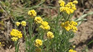 Image result for Helichrysopsis