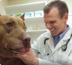 Instead of sedation, it can make them yes you sure can give benadryl along with apoquel safely if needed. Apoquel Zoetis Petcare Zoetis Petcare