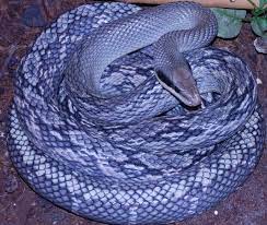 Blue Snake Blue Beauty Snake Orthriophis Taeniurus Callicyano Beautiful Snakes Snake Reptiles And Amphibians