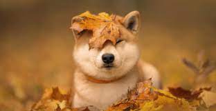The most actual price for one shiba inu shib is $0.000036. Hs A61nqsekmvm
