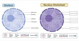 Plants are autotrophic in nature owing to a special organelle―chloroplast, which helps prepare food in the form of complex carbohydrates. Nucleus Definition Structure Composition Functions Worksheet
