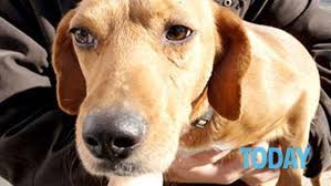 Puoi creare e condividere la tua playlist riunendo video da diverse piattaforme. Donna Fa Sesso Con Il Cane La Vicina Di Casa Sente Tutto E Chiama Gli Animalisti