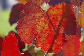 Image result for Volusia resupinata