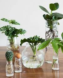 How To Grow Plants In Water Hydroponics In 2020 Water Plants Water Plants Indoor Plant Decor