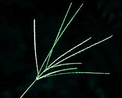 Image result for Digitaria calcarata