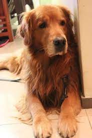 I Want Him Dogs Golden Retriever Retriever Golden Retriever
