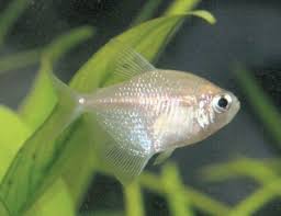 Pin On Aquamed Hobbyist